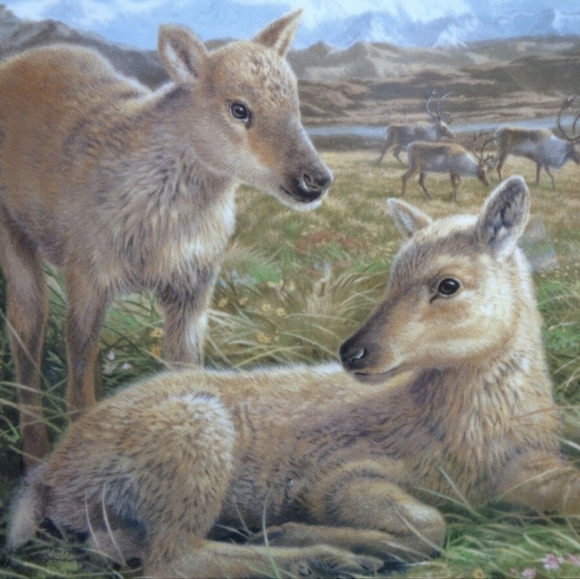 Royal Grafton REINDEER collector plate"Reindeer Young" - Picture 3 of 4